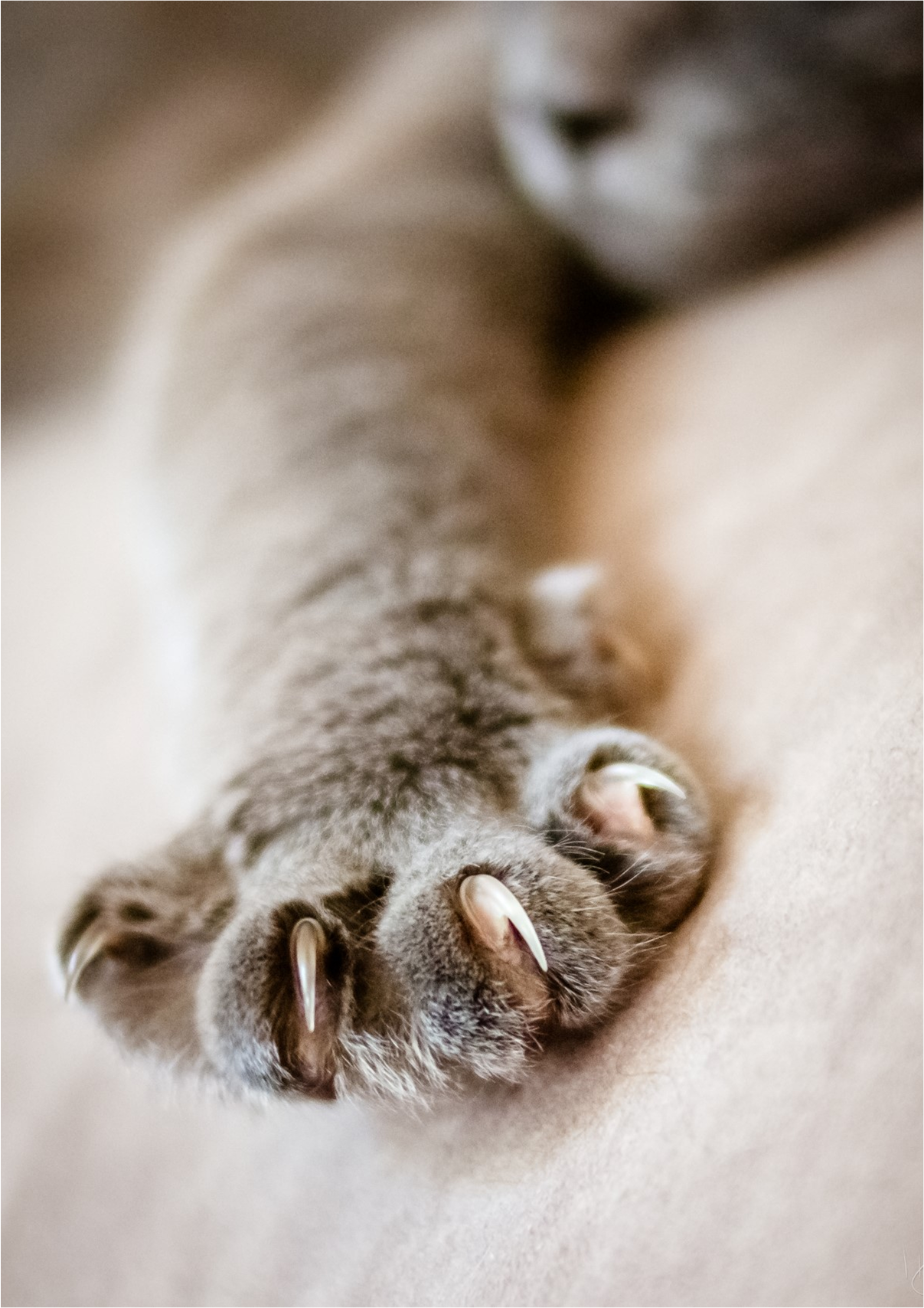 Нужно ли котам и кошкам стричь когти Нужно ли котам и кошкам стричь когти