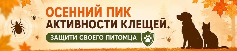 Сверху под шапкой