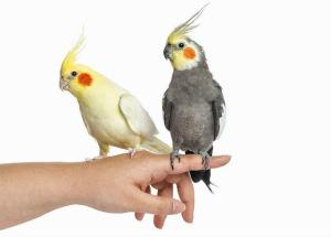 Породы говорящих попугаев