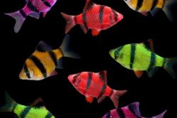 v-svete-sinih-lamp-barbusy-glofish-nachinayut-ispuskat-svechenie