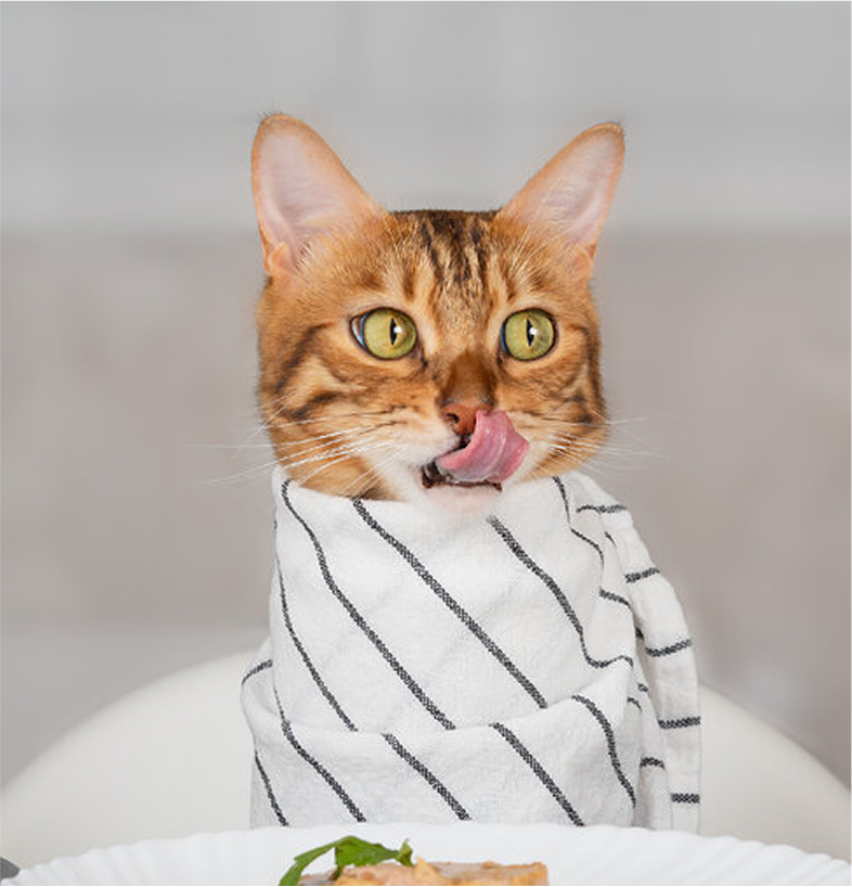 Как понять, что корм не подходит питомцу: 7 тревожных сигналов Как понять, что корм не подходит питомцу: 7 тревожных сигналов