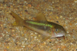 Corydoras_aeneus