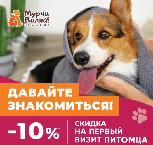 Первое знакомство с грумингом: как сделать визит приятным для питомца Первое знакомство с грумингом: как сделать визит приятным для питомца