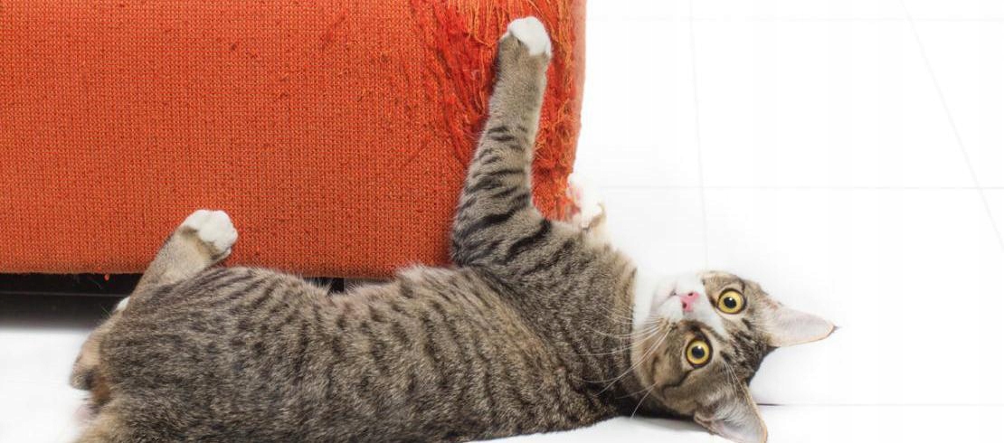 Почему кошка дерет обои или портит мебель?