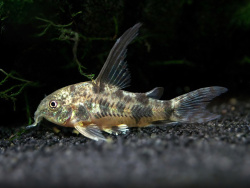 Corydoras-paleatus-«Longfin»2