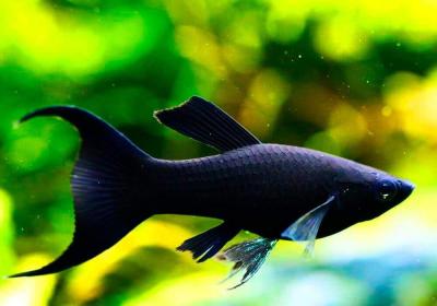 9f79ffb917a511ecbac400155d26ed02_b630bc5d17a511ecbac400155d26ed02