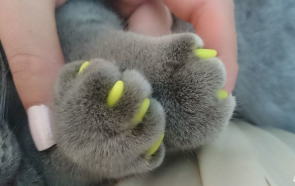 anticharapki-e1513004694265