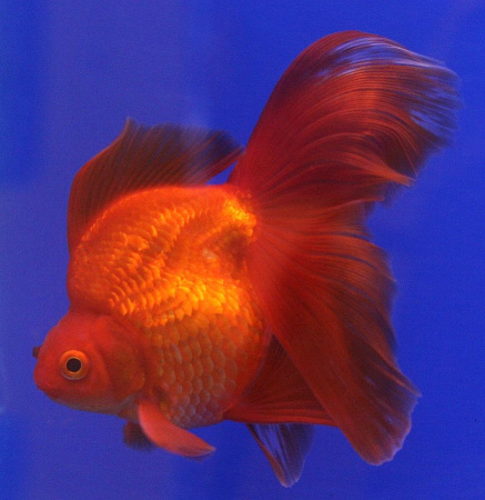 Goldfish_Ryukin