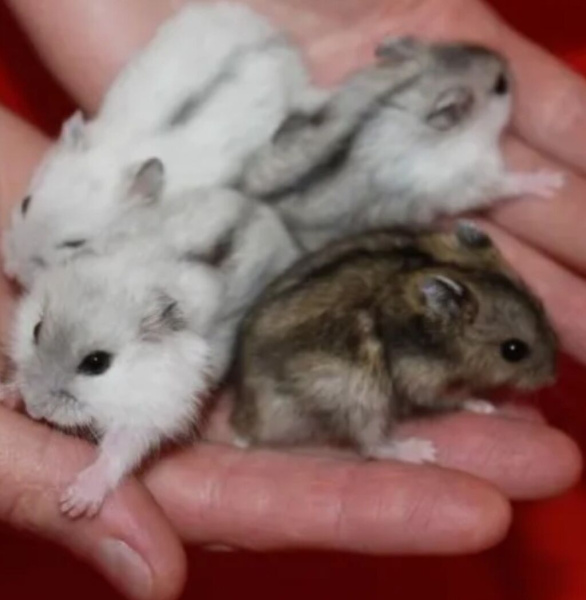 3da7dd7b704438260275d62462