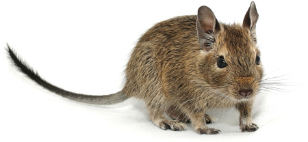 kashtany-dlya-degu