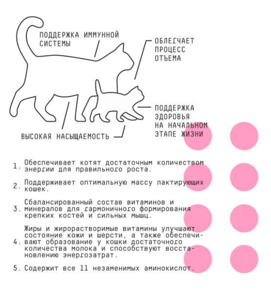 кошки котята пункты