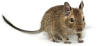 kashtany-dlya-degu