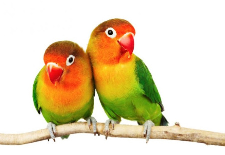 pair-of-lovebirds-740x492
