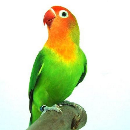 obychnyy