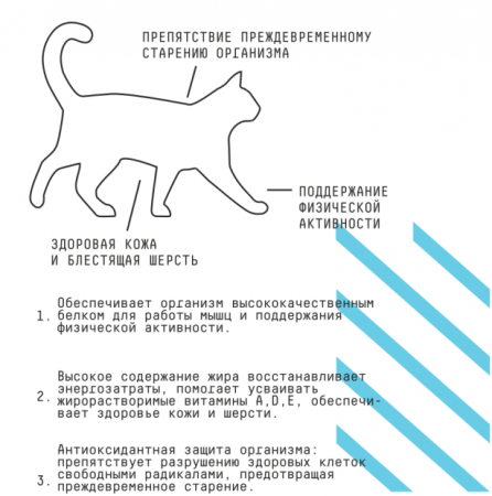 Актив плюсы
