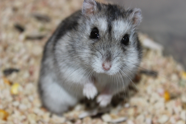 1641716774_33-funart-pro-p-dzhungarskii-khomyak-belii-zhivotnie-36